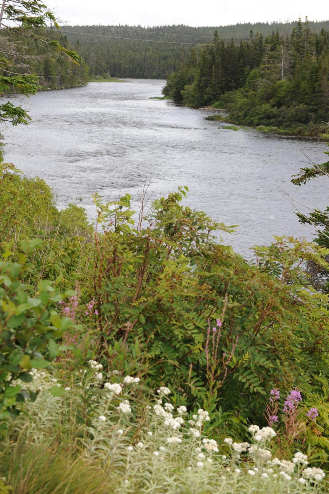 Riverside Chalets River of Ponds Bagian luar foto